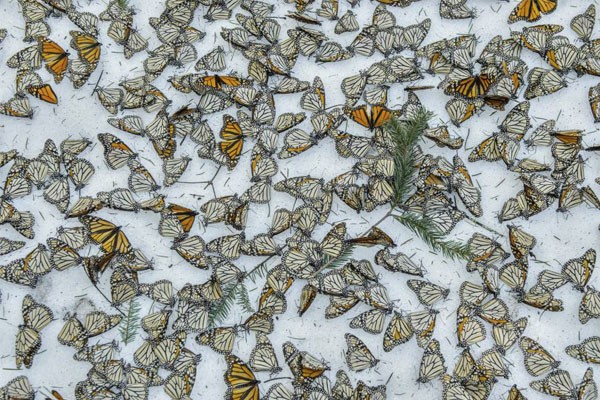 World Press Photo Monarchs in the snow