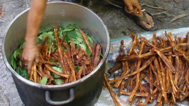 Preparación de la ayahuasca, planta psicoactiva peruana. ayahuasca