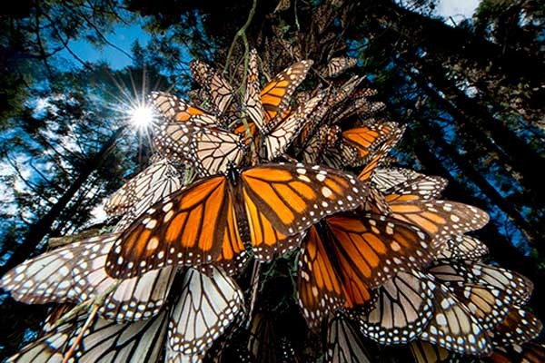 Mariposa monarca michoacan
