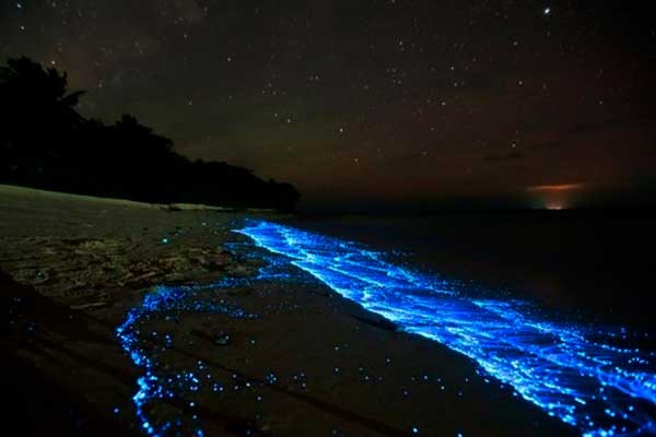 El fenómeno de bioluminiscencia puede admirarse en diferentes lugares de México.