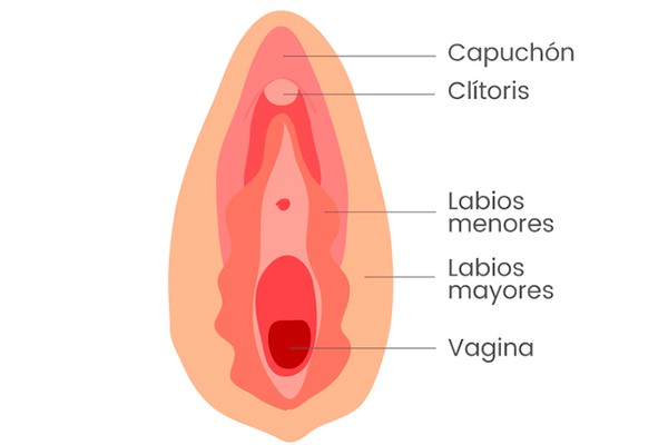Es el cuerpo pequeño y carnoso que se encuentra en la parte superior de la vulva.