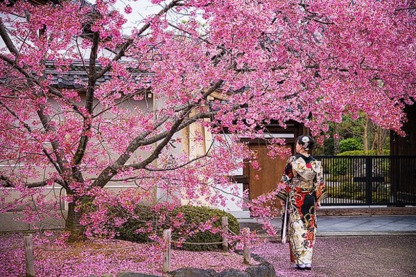 Cerezo mujer