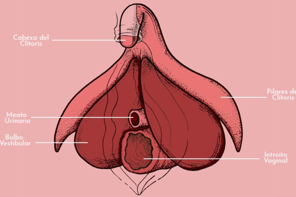 Anatomía del clítoris. La cabeza es lo único visible. Anatomia clítoris