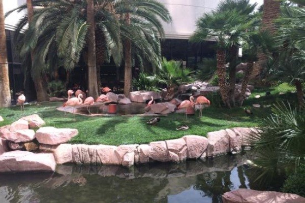 Hotel Flamingos