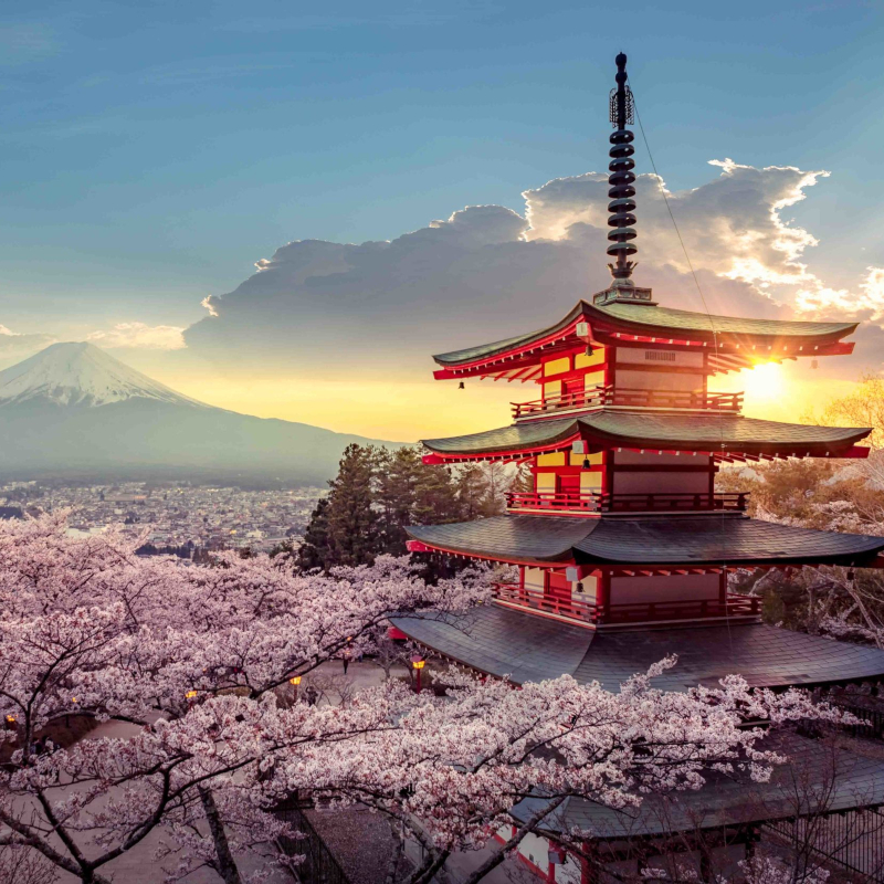 Conoce la romántica leyenda japonesa de Sakura